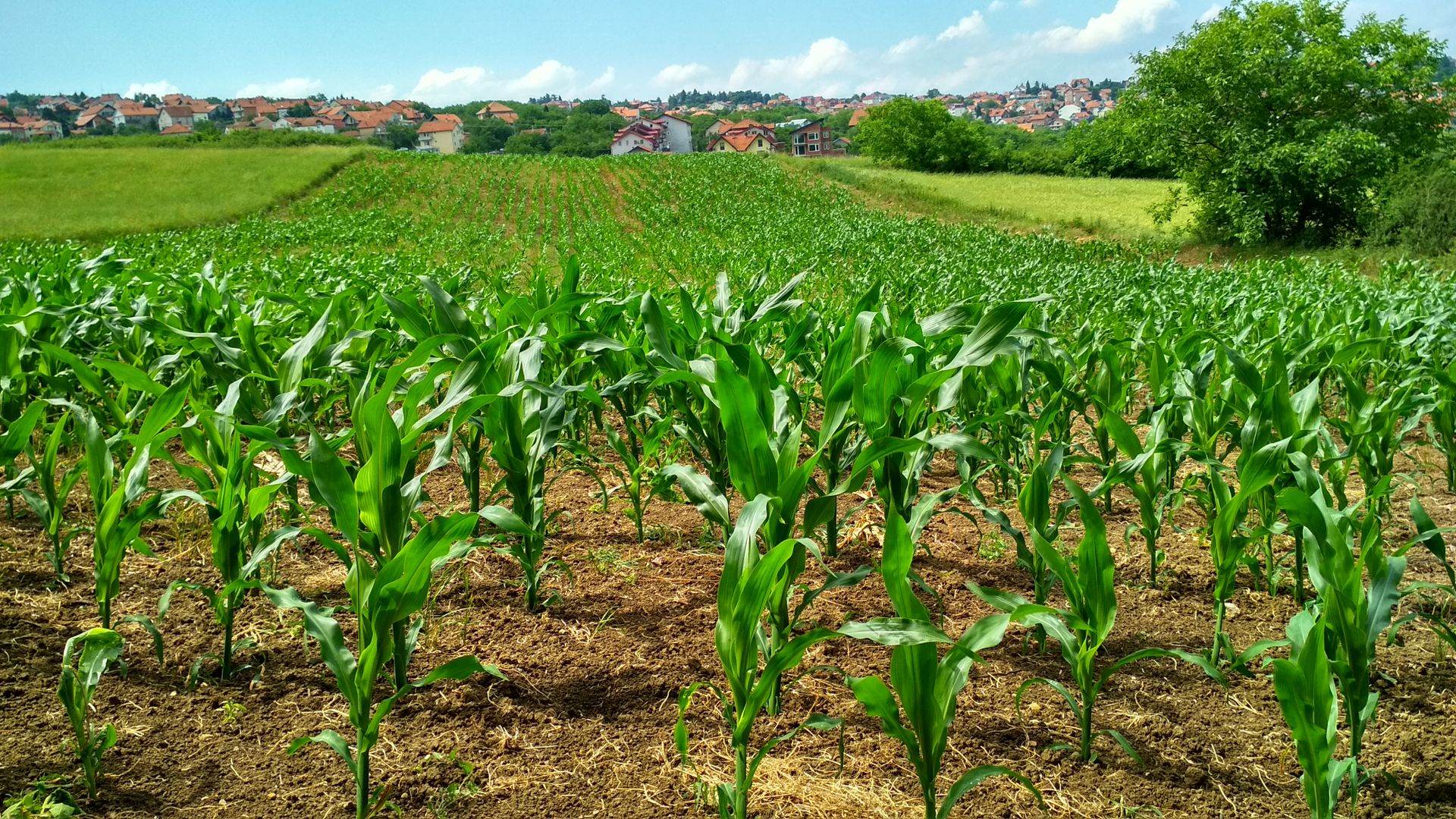 Plantaciones de tabaco