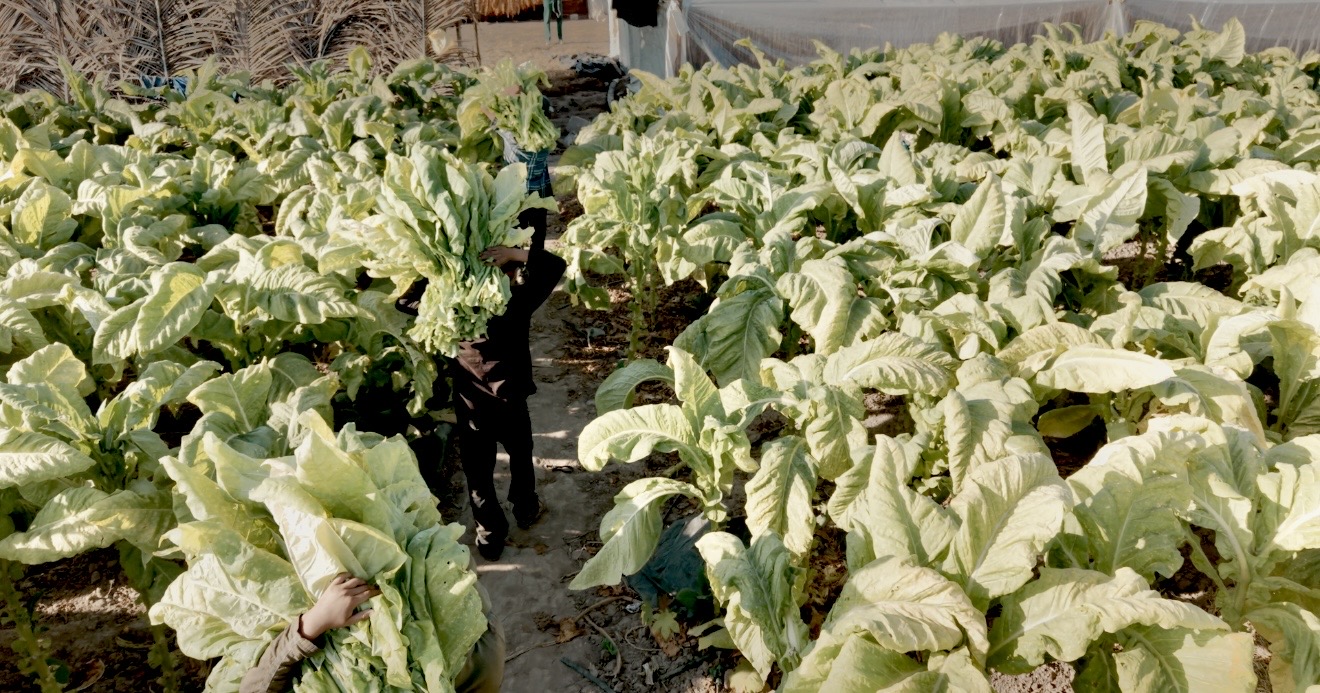 Cultivos de tabaco